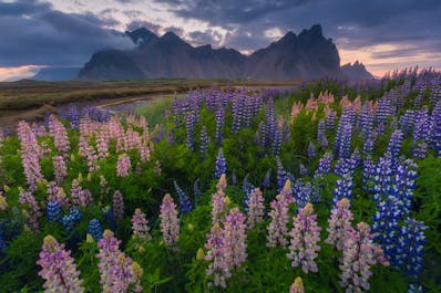ดอกลูปินสีฟ้าและชมพูด้านหน้าของภูเขาเวสตราฮอร์นที่งดงาม.