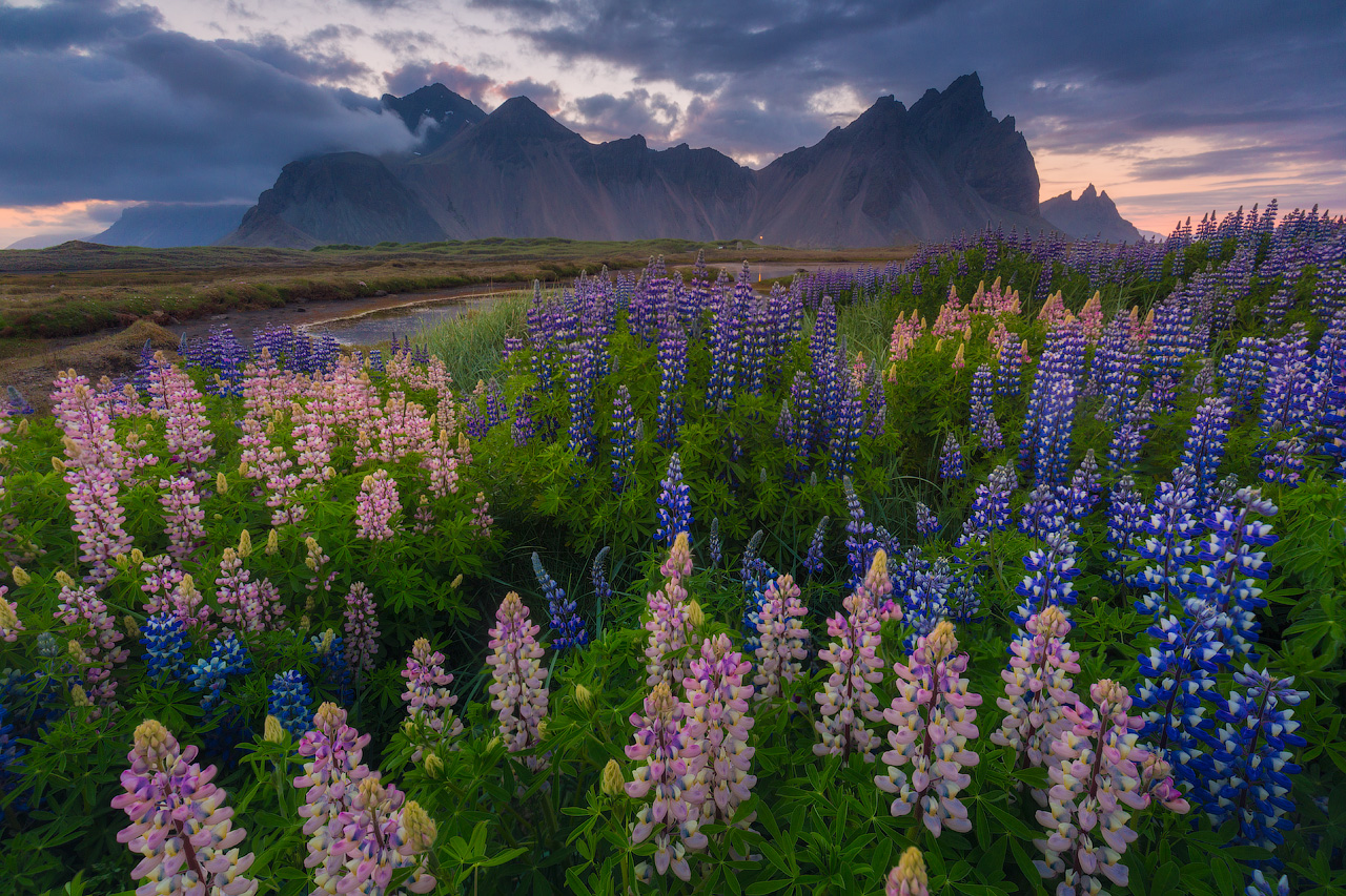 Blue and pink lupin flowers in front of the dramatic Vestrahorn mountain.