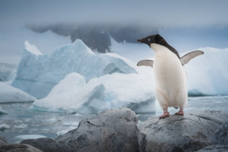 Antarctica Photography Expedition with Daniel Kordan - 2020 - day 1