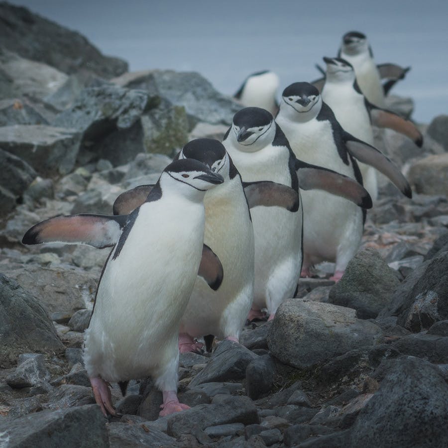 Antarctica Photography Expedition with Daniel Kordan - 2020 - day 11