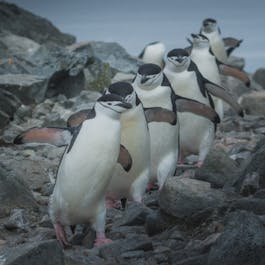 Antarctica Photography Expedition with Daniel Kordan - 2024 - day 11