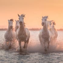 White Horses of Camargue | 5 Day Photo Tour in France