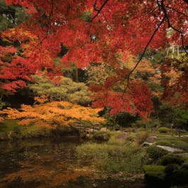The colours of a Japanese autumn defy the imagination.
