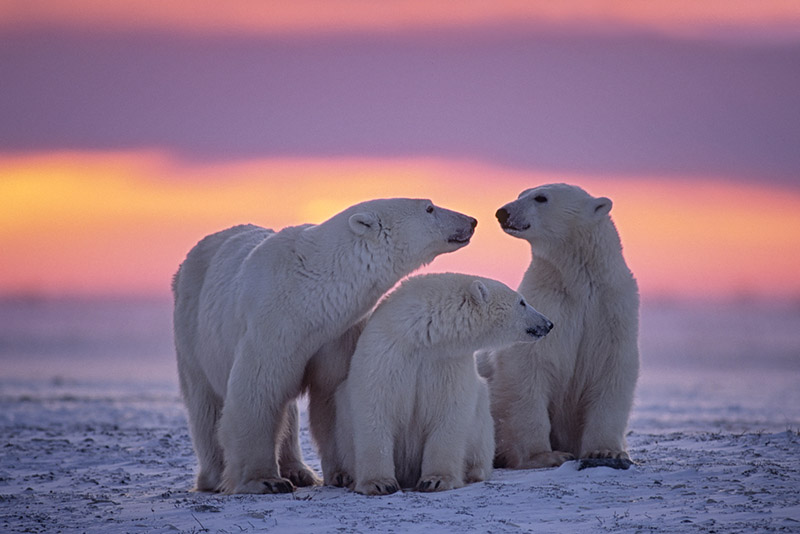 Arctic Photography Expedition To Svalbard | Iceland Photo...