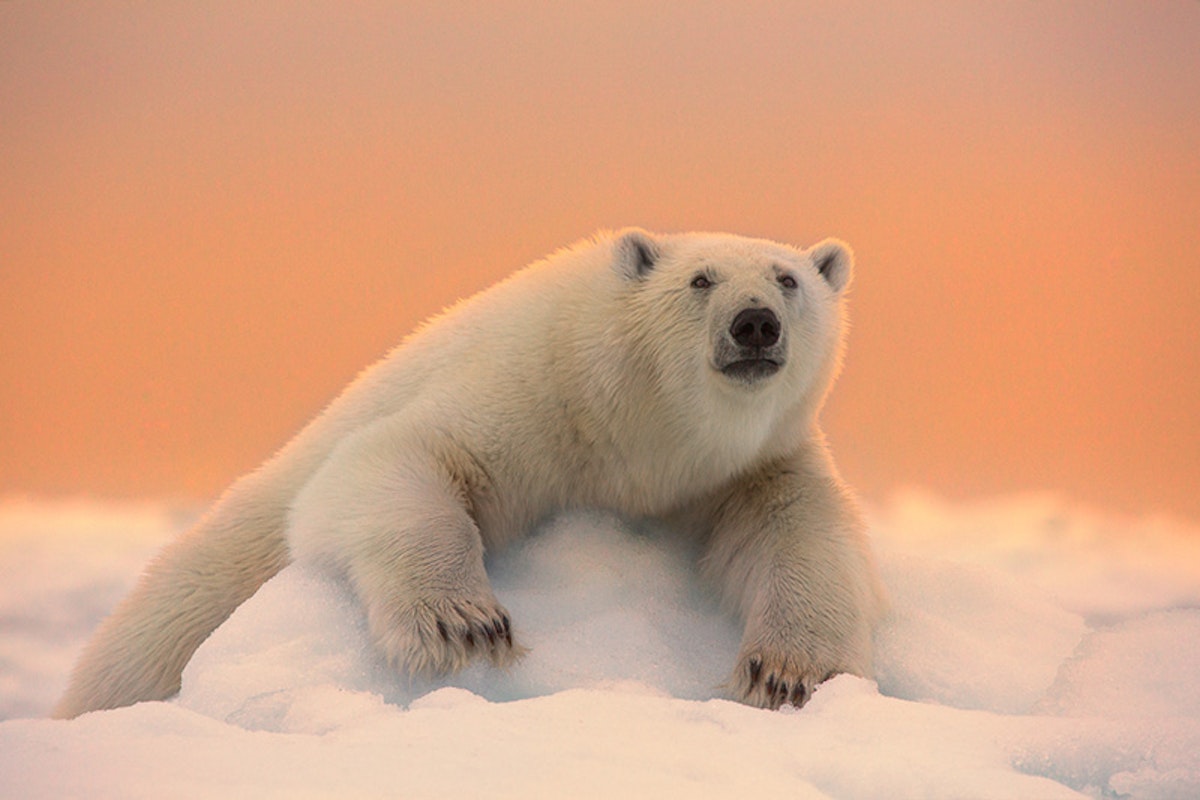 Last Minute Svalbard Photography Expedition – Thomas Heaton Photography