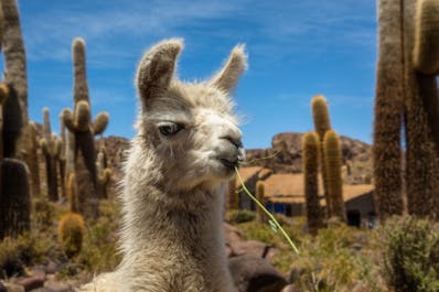 Llamas are just one of the animals you will see travelling around Bolivia.