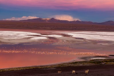 Laguna Colorada is otherwise known as the Red Lagoon.