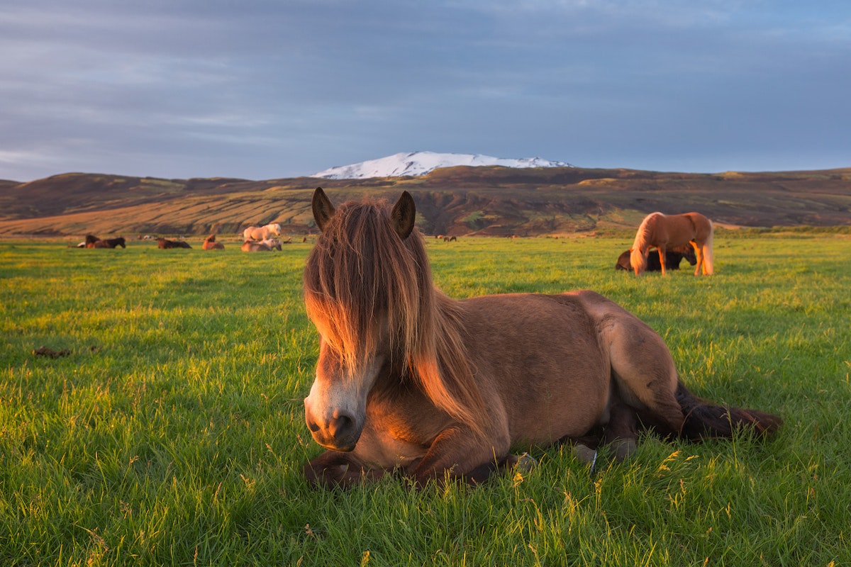 夏の写真ワークショップ 10日間でアイスランドを一周 Iceland Photo Tours