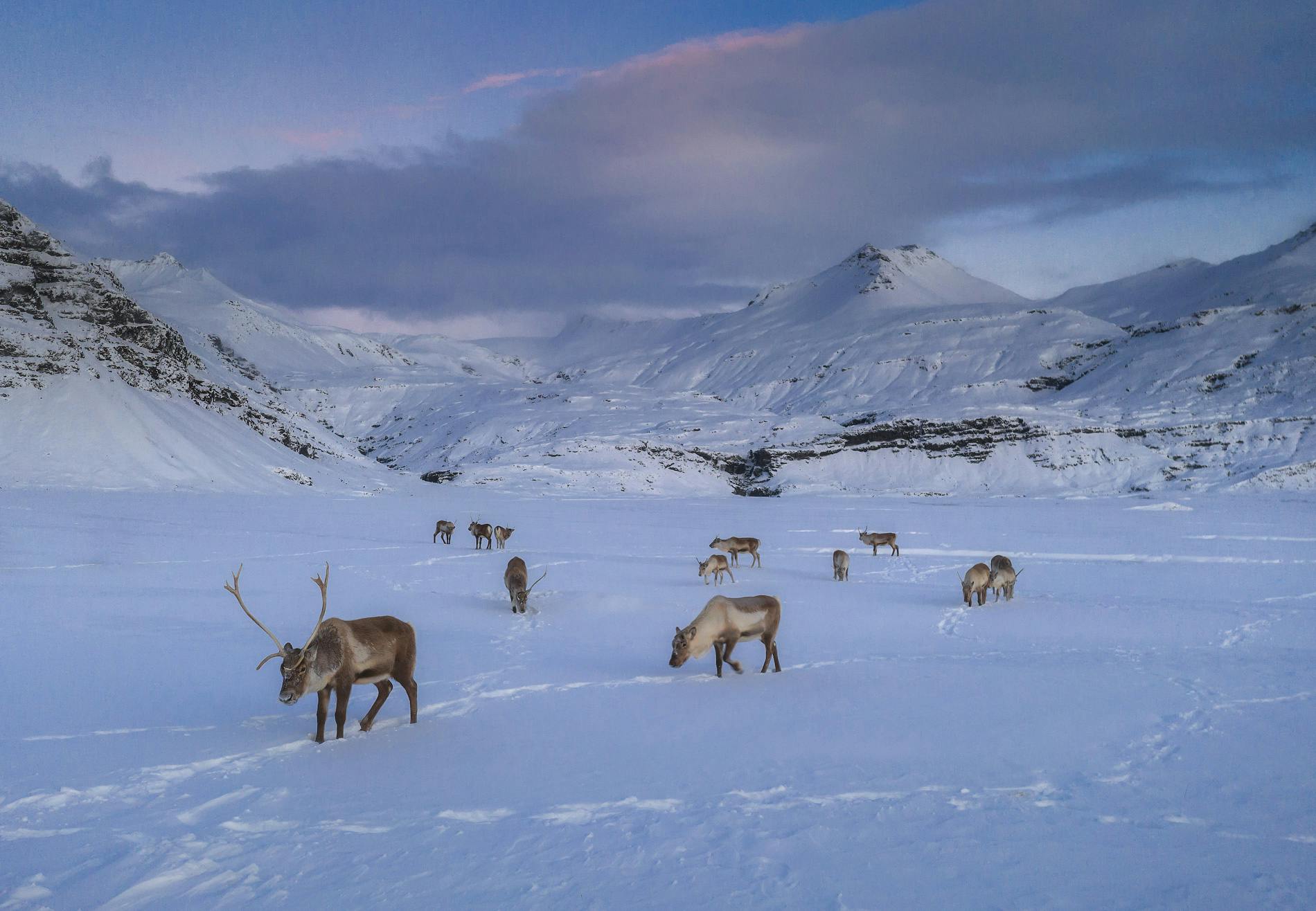 If you're lucky, you might spot some wild reindeer during your time in the Eastfjords.
