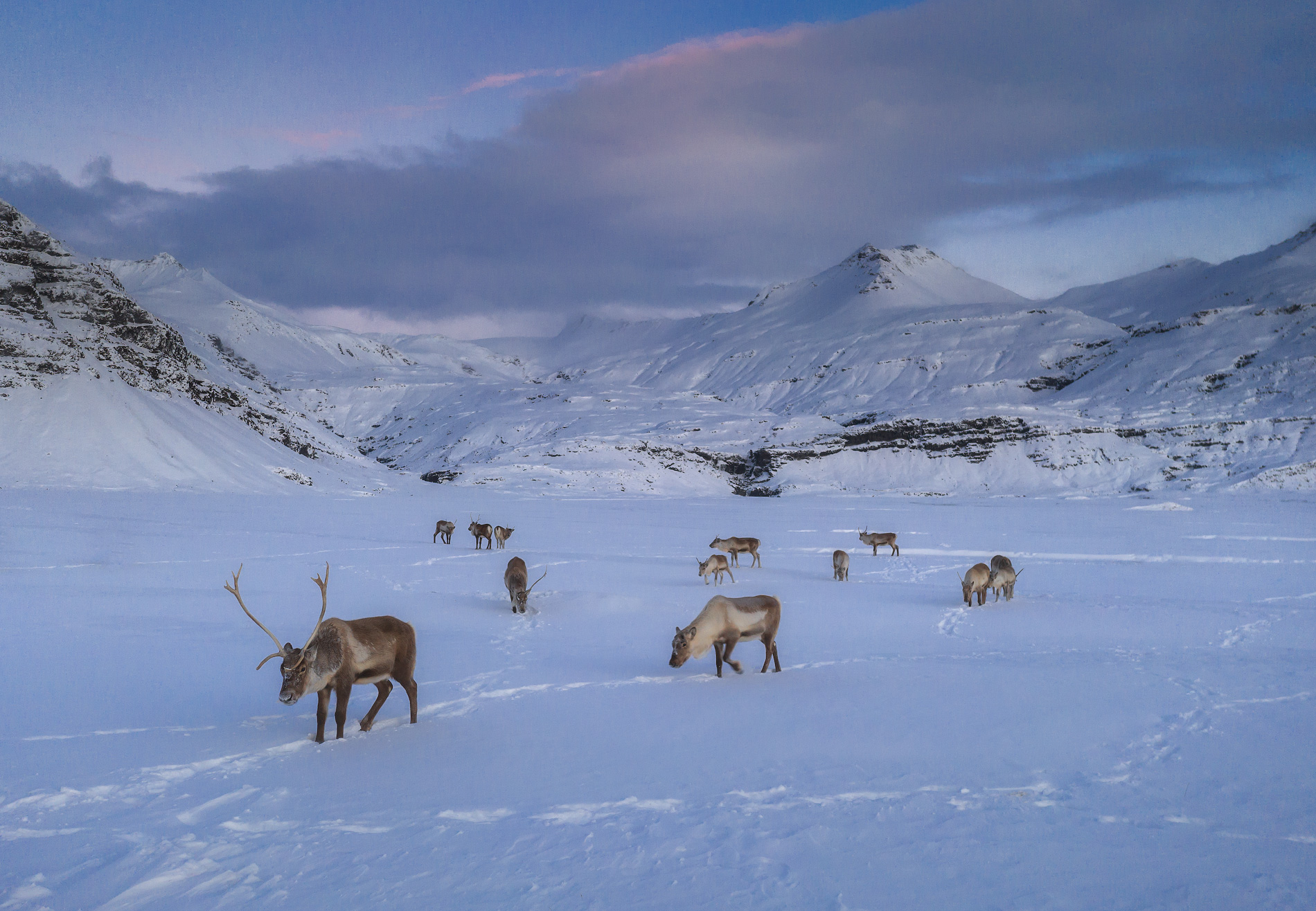 Se sei fortunato, potresti vedere delle renne nei fiordi orientali.
