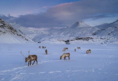 Wenn du Glück hast, kannst du in den Ostfjorden wilde Rentiere beobachten.
