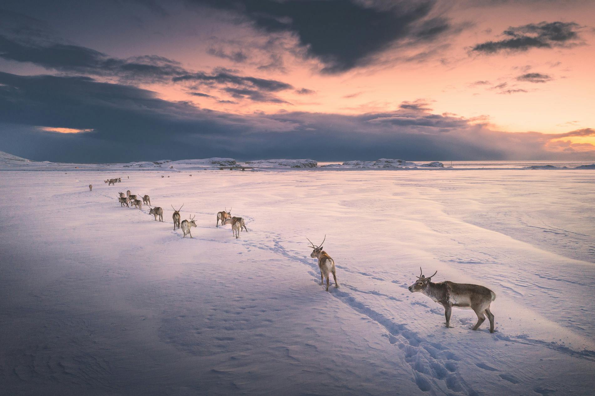 Le renne selvagge pascolano nei fiordi orientali, visto che gli islandesi non le hanno mai allevate veramente.