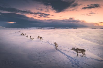 Wild reindeer roam free in the Eastfjords since Icelanders never really took to reindeer husbandry.