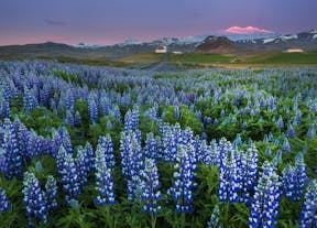 In den Sommermonaten sieht man in Island überall blühende Lupinen.