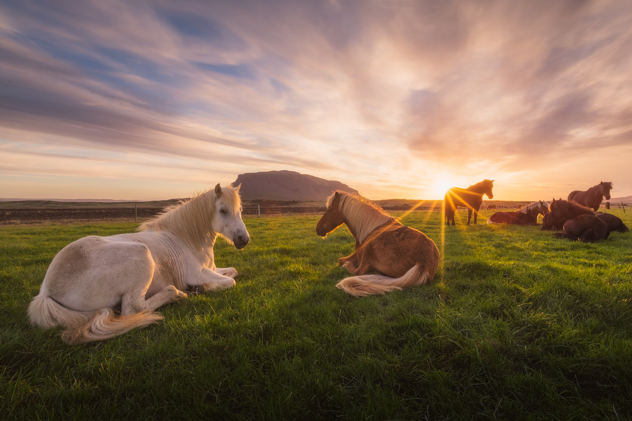 Grasende Islandpferde auf einem Feld.