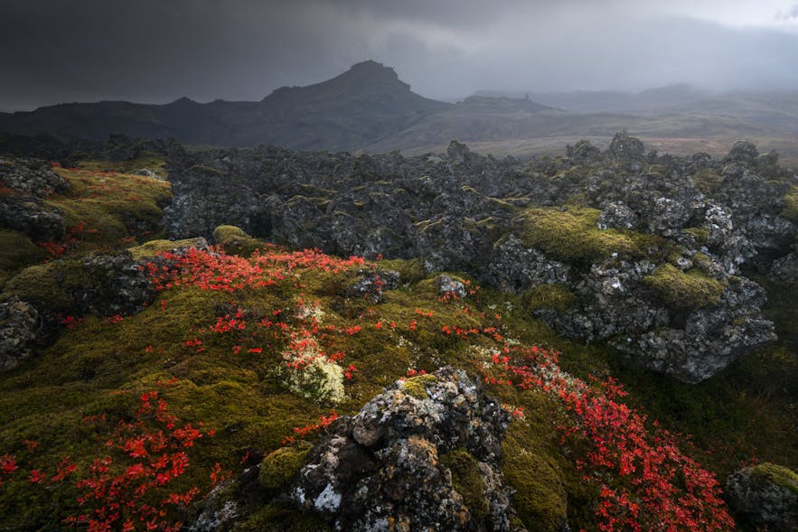 Photography in Iceland Through the Seasons