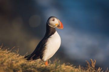 The Best Places to Photograph Puffins in Iceland