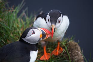 You will have plenty of opportunities to photograph Atlantic Puffins.