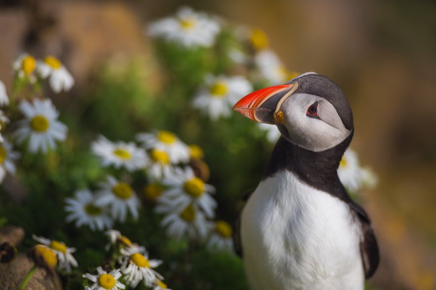 Where to Photograph Puffins in Iceland