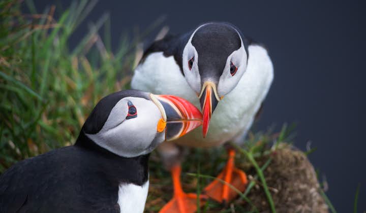 Atlantic Puffins leaning in for a kiss!