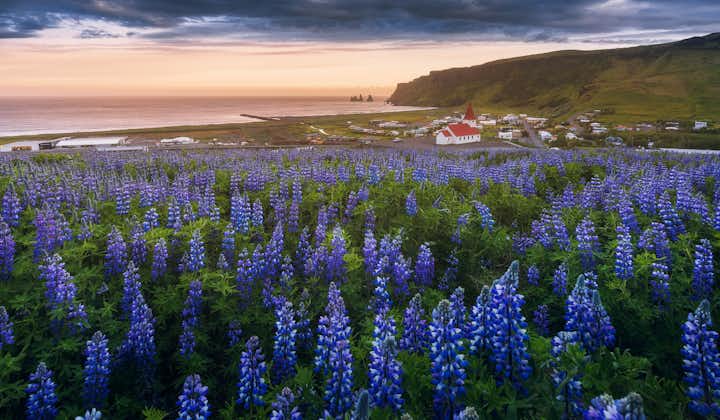 Lupin flowers cover much of the Icelandic landscape during the summer months.