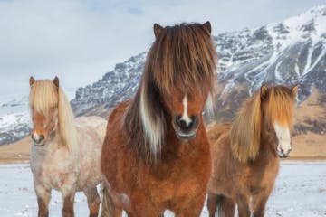 The Essential Guide to Photographing the Icelandic Horse