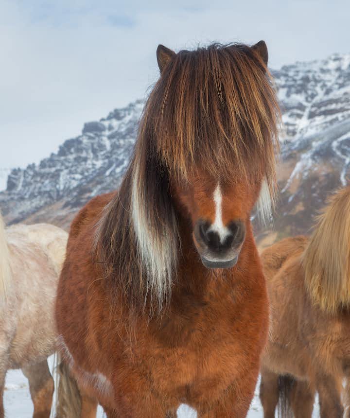 The Essential Guide to Photographing the Icelandic Horse