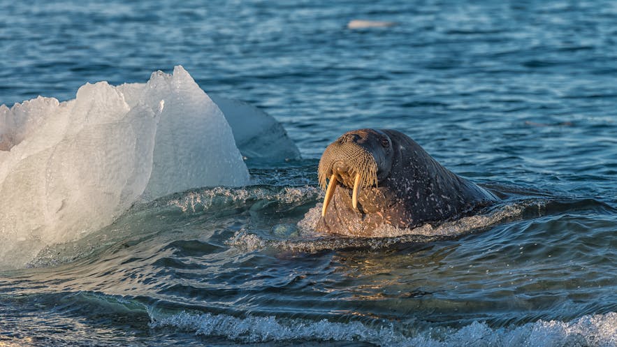 Walrus Morning Bath - Photo by Marc Pelissier