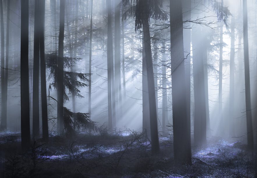 The Fairy Forest - Photo by Rob Visser