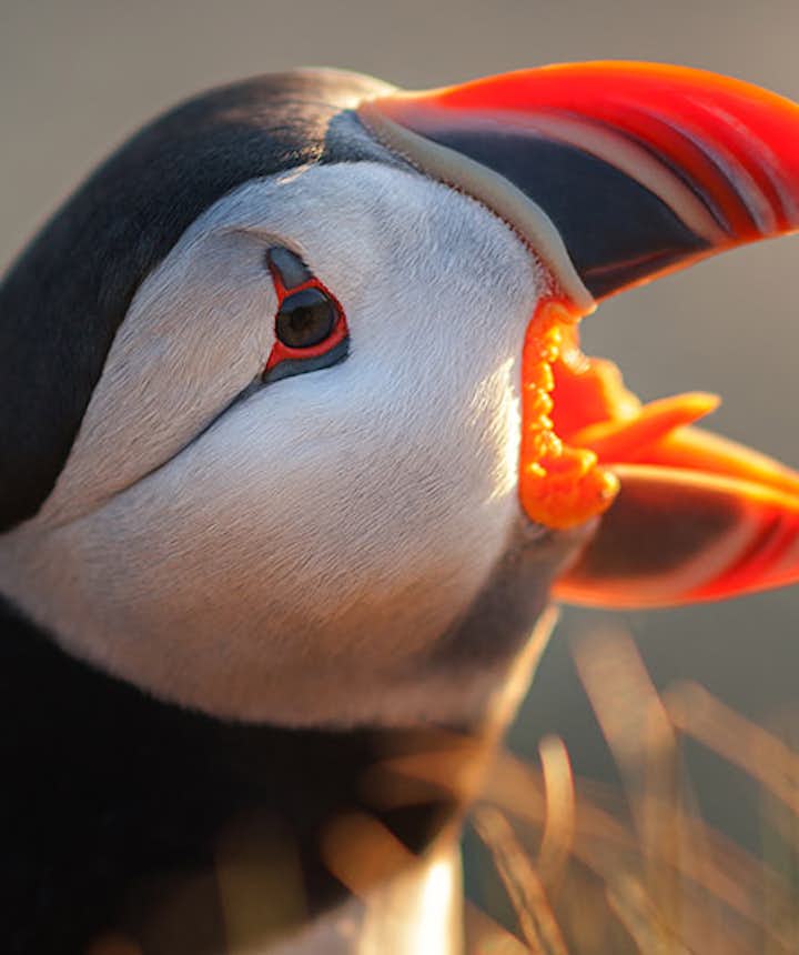 Puffin in Iceland - Photo by Raymond Hoffman