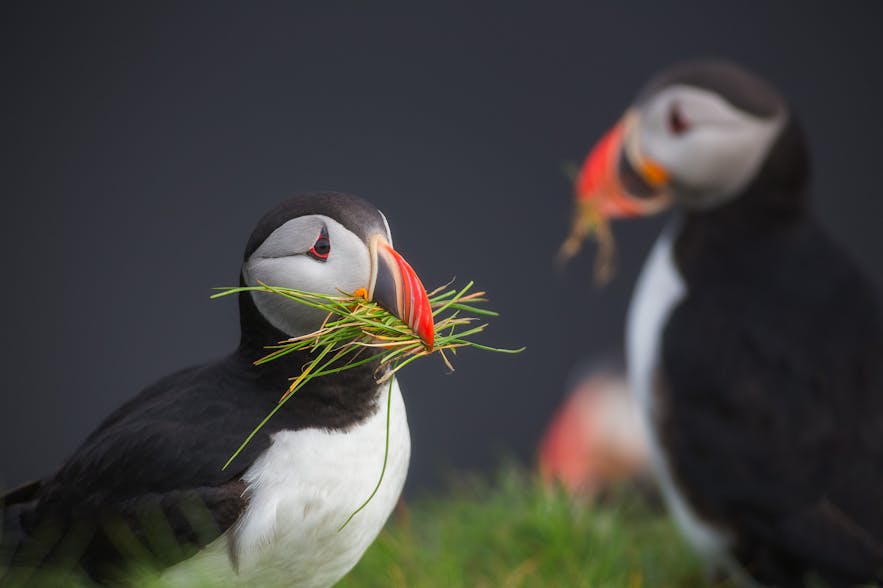 Puffins in Iceland