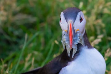 Complete Guide to Photographing Puffins in Iceland
