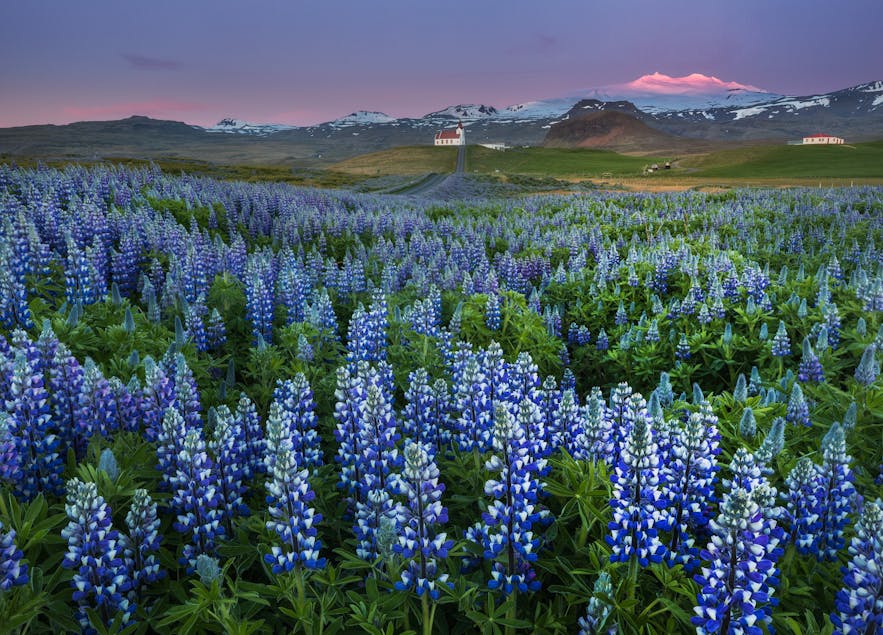Lupines in summer