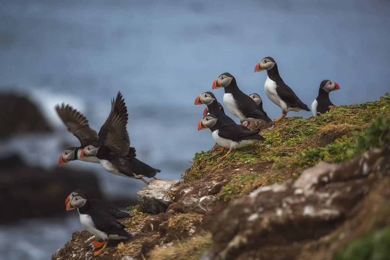 Adorable puffins on the South Coast.