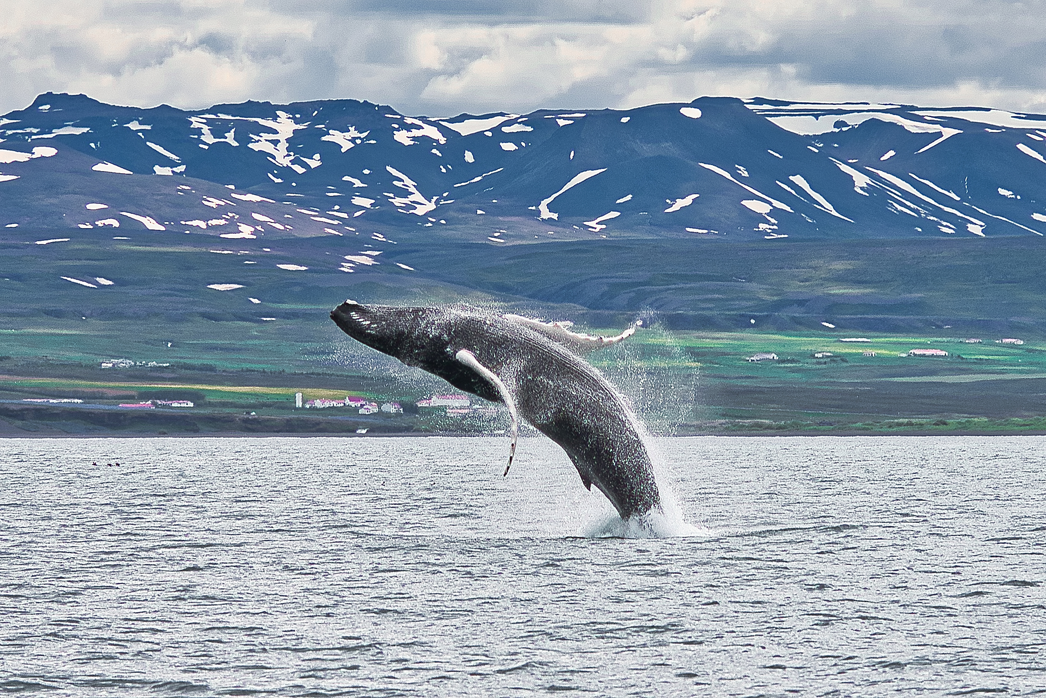 Китовый Фьорд Исландия