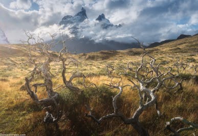 Patagonia Summer Photography Tour in Torres del Paine - day 3