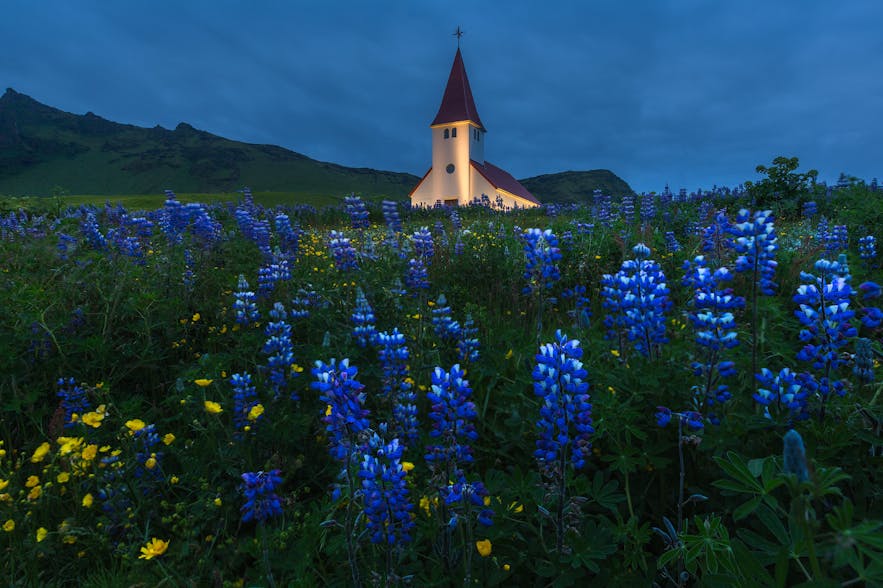 Where to Photograph Lupines & Wildflowers in Iceland