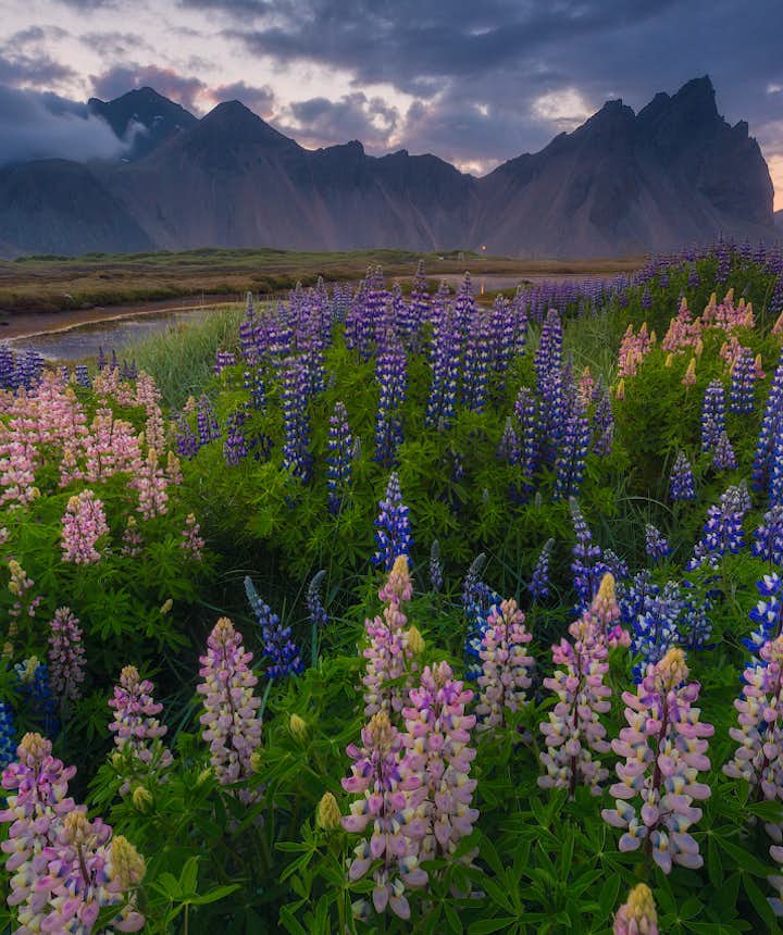 Where to Photograph Lupines & Wildflowers in Iceland