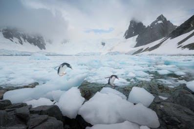 22 Day Antarctica Photography Expedition on Bark Europa - day 10
