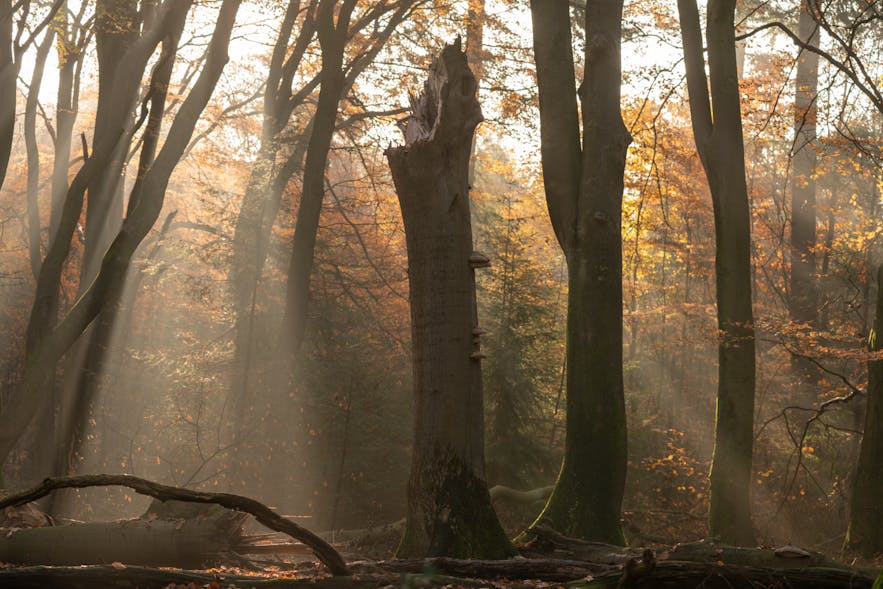 The Ultimate Forest Photography Guide