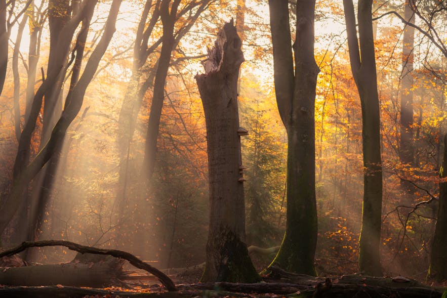 The Ultimate Forest Photography Guide