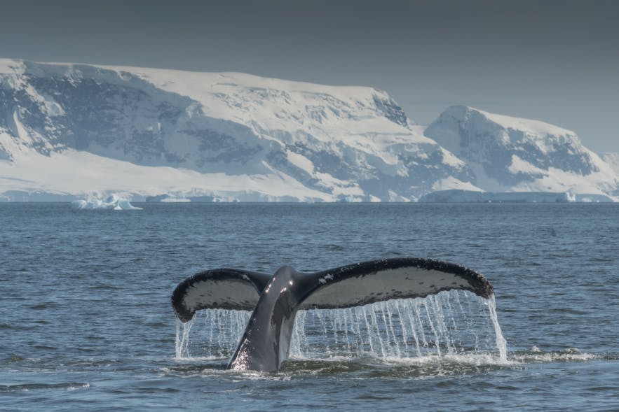 Many great whales migrate to Antarctica for the austral summer.