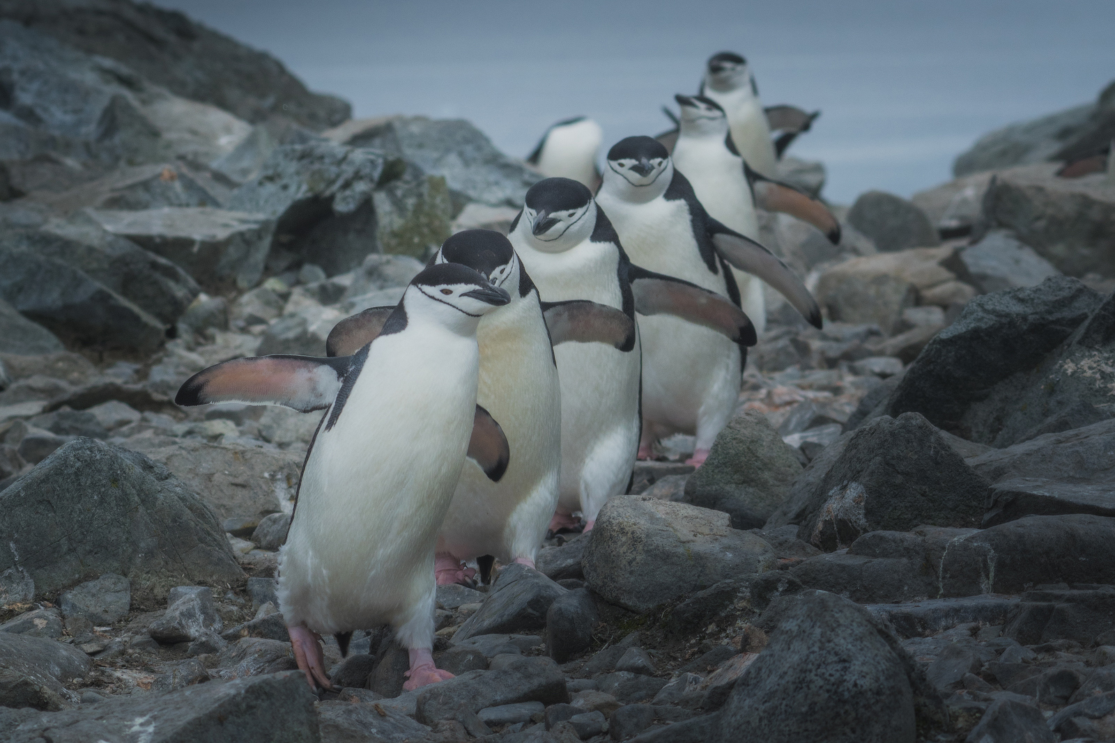 The Ultimate Guide to Animals in Antarctica