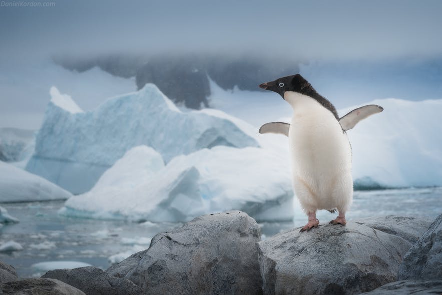 Adélie Penguins are endemic to Antarctica.
