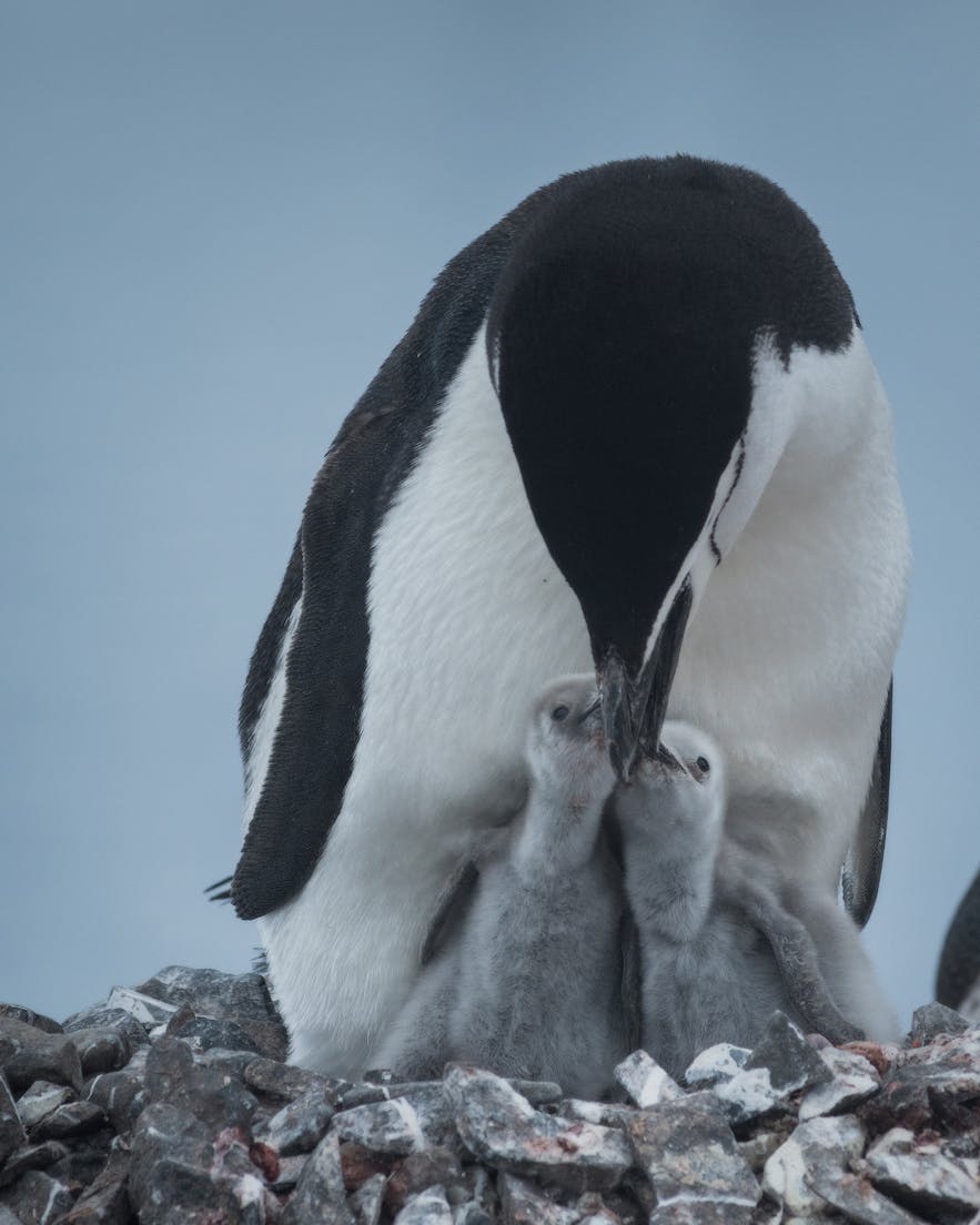 A chinstrap penguin feeding its young in Antarctica.