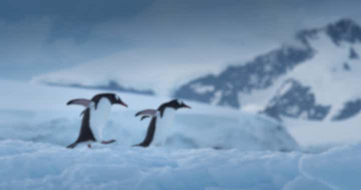 Antarctica Photography Tips