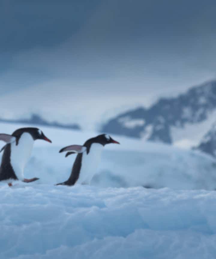 Antarctica Photography Tips