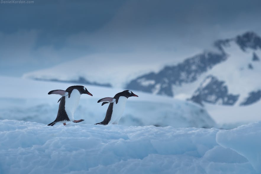Two gentoo penguins travelling in Antarctica.