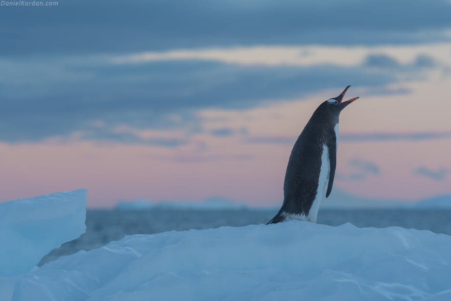 Penguins are Antarctica's most iconic animal.