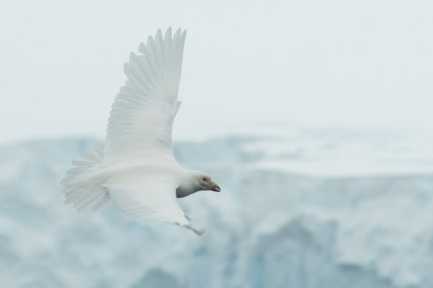 South Polar Skua blend in perfectly with the Antarctic landscapes.